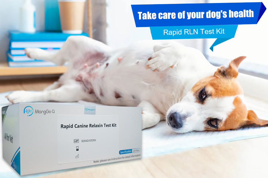 Canine RLN Testing: A Promising Method for Pregnancy Monitoring