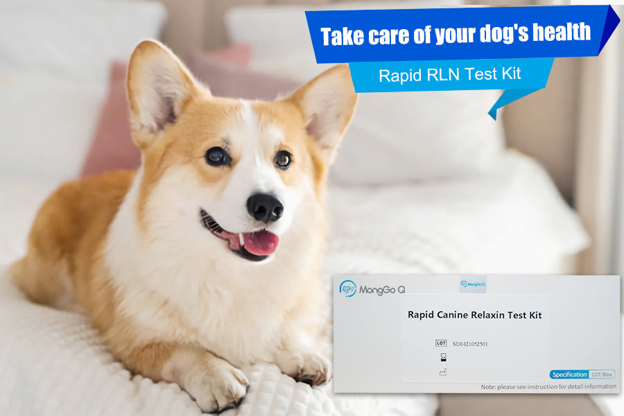 RLN testing plays a crucial role in the early pregnancy diagnosis of dogs.