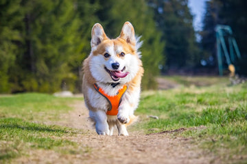 The optimal timing for dog breeding requires comprehensive consideration of various factors, including the dog's age, sexual maturity, health status, and breeding season.