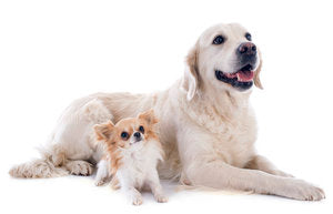What are the Top 5 Dog Health Problems?