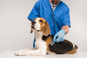 Dog Progesterone Testing: Grasping The Key Aspects Of Breeding