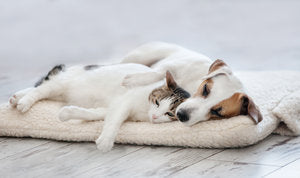 The Importance of Pet Health Monitoring
