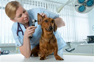Method for Detecting Abnormal Pregnancy Hormones in Dogs
