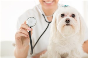 Home Monitoring for Pet Viruses