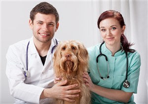 The Importance of Pet Health Screening