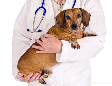 The Importance of Canine Progesterone Testing in Reproductive Health and Pregnancy Management