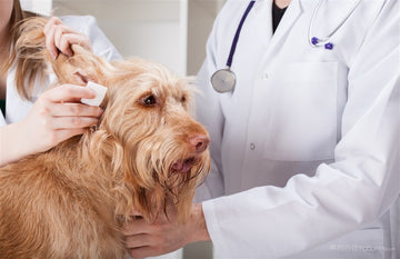 Nutritional Needs Of Pregnant Pets
