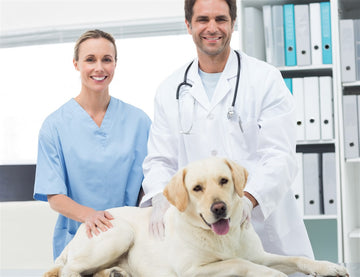 Preparations For Pregnancy Examination Of Dogs