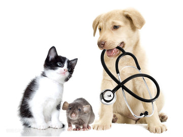 Caring For Pregnant Pets: Ensuring A Healthy Journey