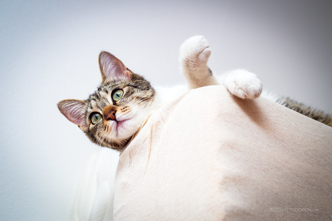 Pet Cat Pregnancy Progesterone Testing Precautions